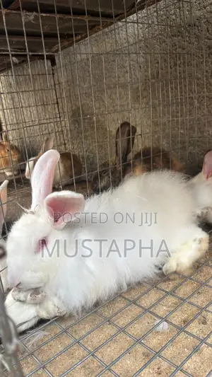 Foreign Rabbit