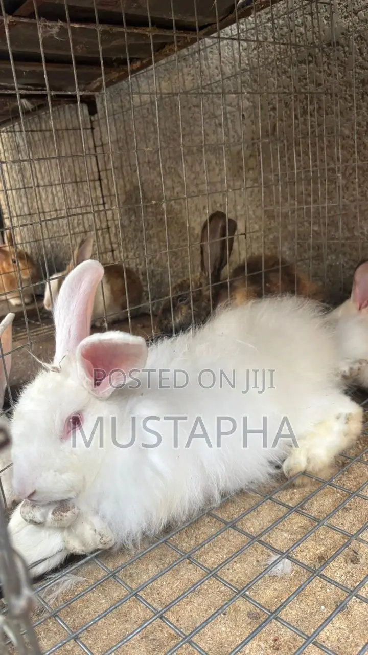 Foreign Rabbit
