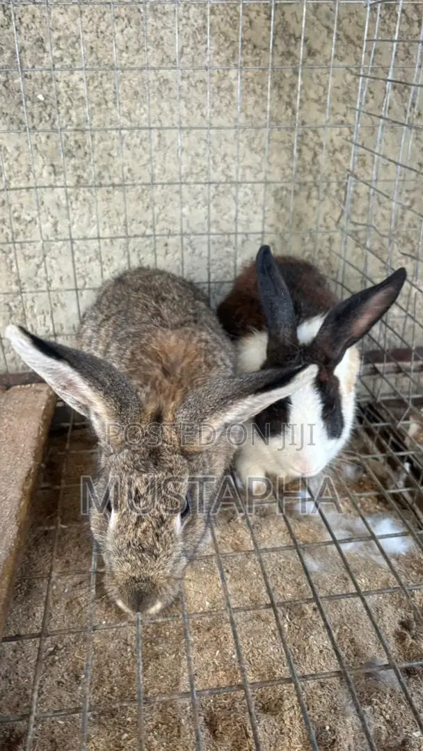 Foreign Rabbit