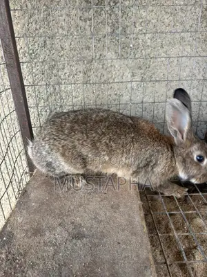 Foreign Rabbit