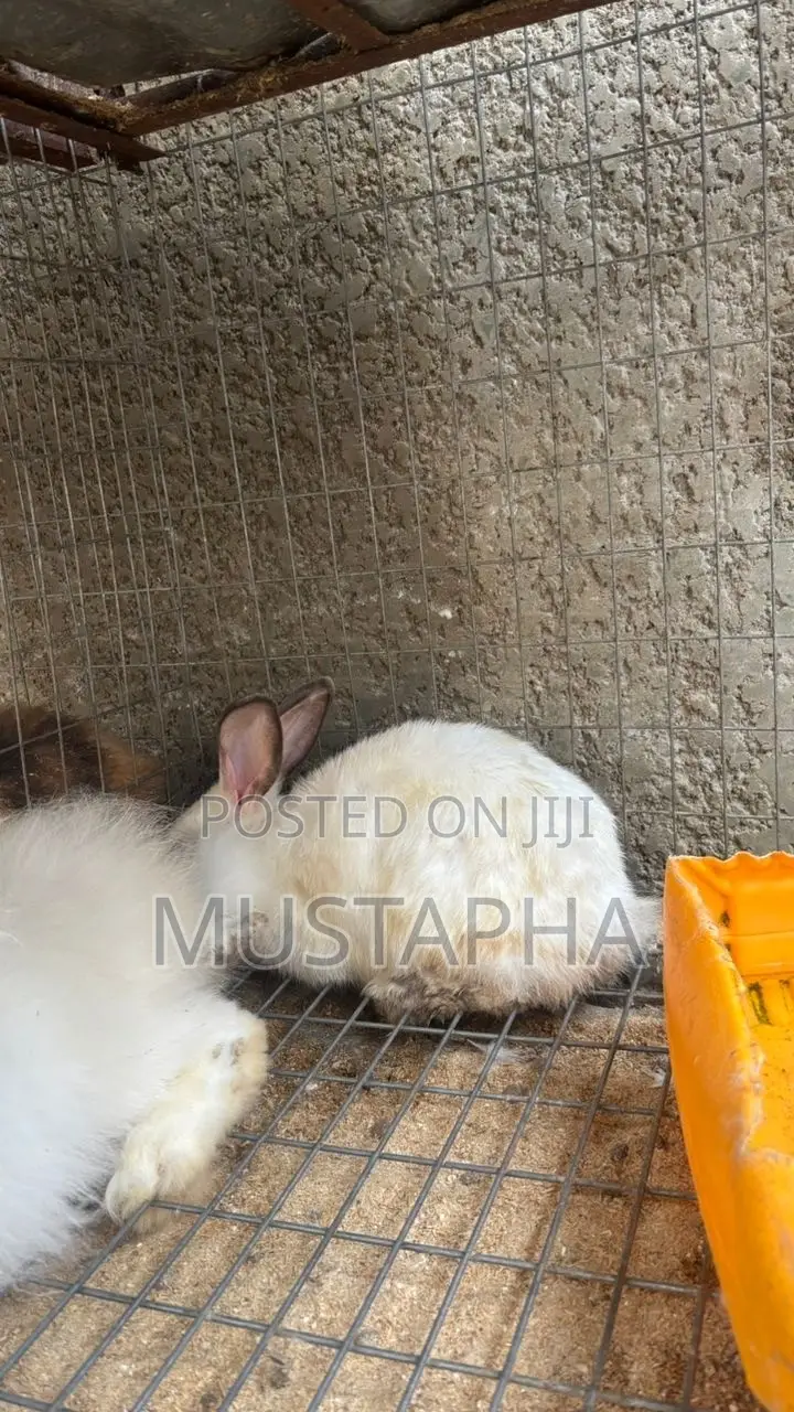 Foreign Rabbit