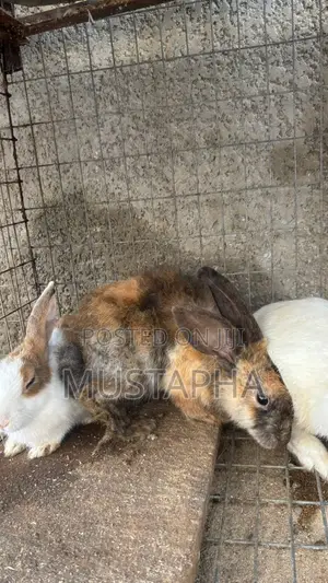 Foreign Rabbit