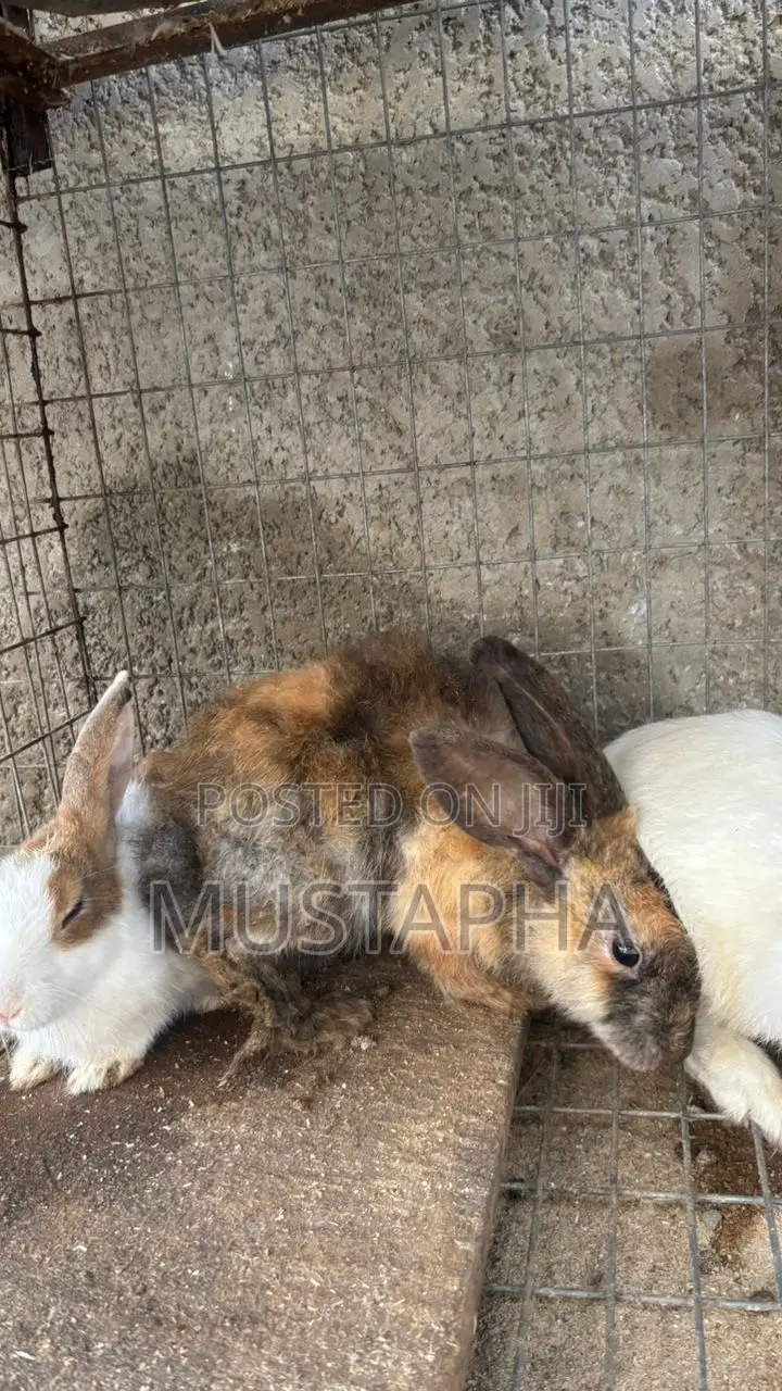 Foreign Rabbit