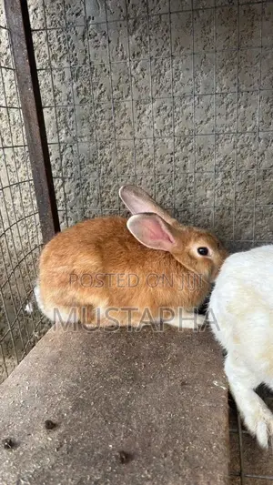 Foreign Rabbit