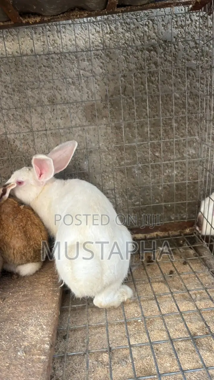 Foreign Rabbit