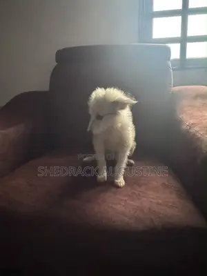 3-6 months Male Mixed Breed American Eskimo