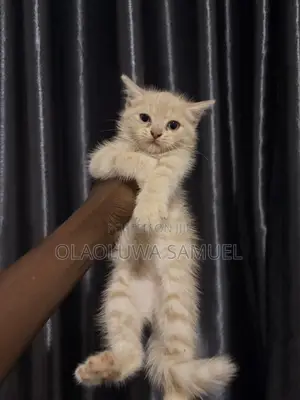 0-1 month Female Purebred Persian