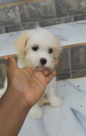 3-6 months Female Purebred Lhasa Apso