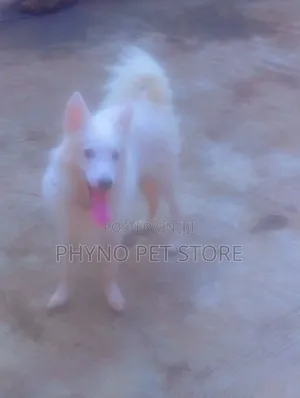 3-6 months Male Purebred American Eskimo