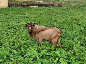 Very Big Male Goat