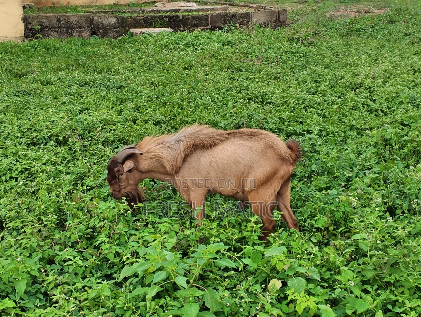 Very Big Male Goat