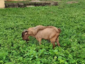 Very Big Male Goat