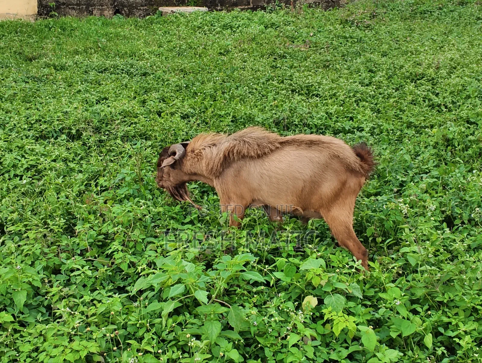 Very Big Male Goat