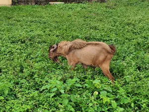 Very Big Male Goat