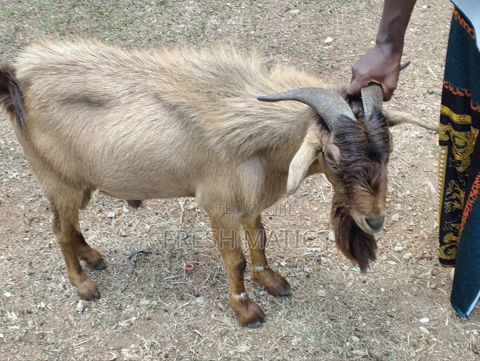 Very Big Male Goat
