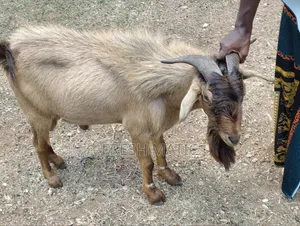 Very Big Male Goat