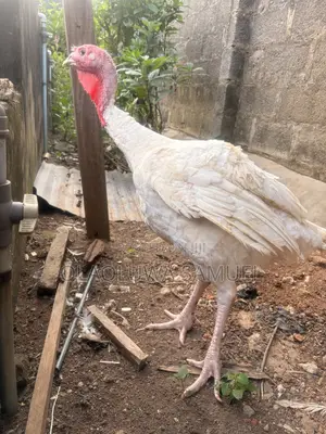 Matured Turkeys for Sale Foreign and Local Available