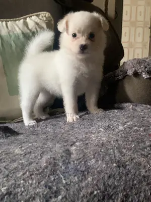 0-1 month Female Purebred American Eskimo