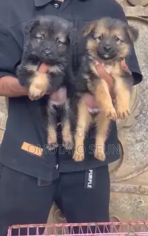 1-3 months Female Purebred German Shepherd