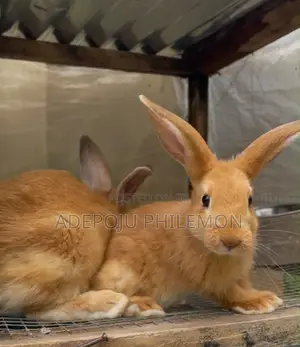 Purebred Pet New Zealand Red