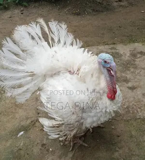 Turkey for Sale