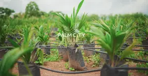 Strategic Investment Land – Palm City | Flexible Payment Plan