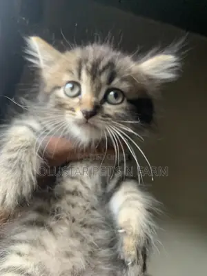 1-3 months Female Purebred Persian