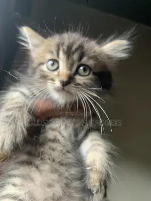 1-3 months Female Purebred Persian