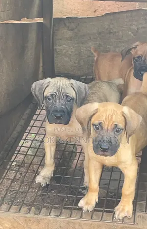 1-3 months Female Purebred Boerboel