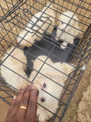 1-3 months Female Purebred Lhasa Apso