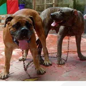 1-3 months Male Purebred Boerboel