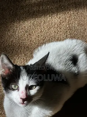 1-3 months Male Mixed Breed American Shorthair