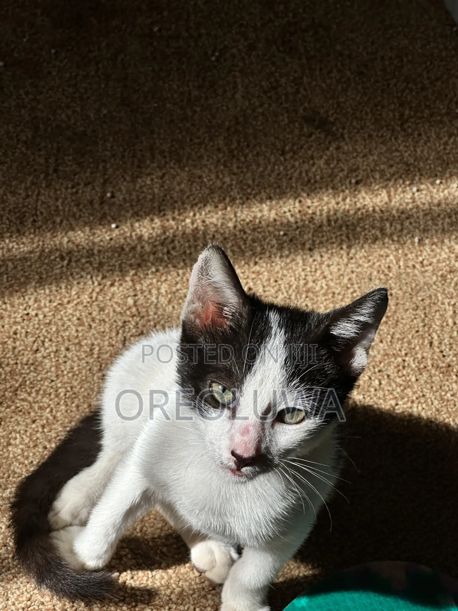 1-3 months Male Mixed Breed American Shorthair