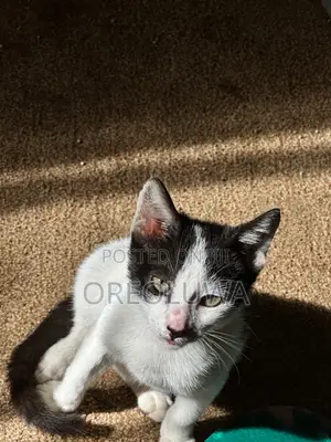 1-3 months Male Mixed Breed American Shorthair