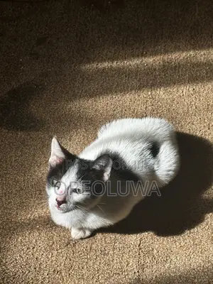 1-3 months Male Mixed Breed American Shorthair