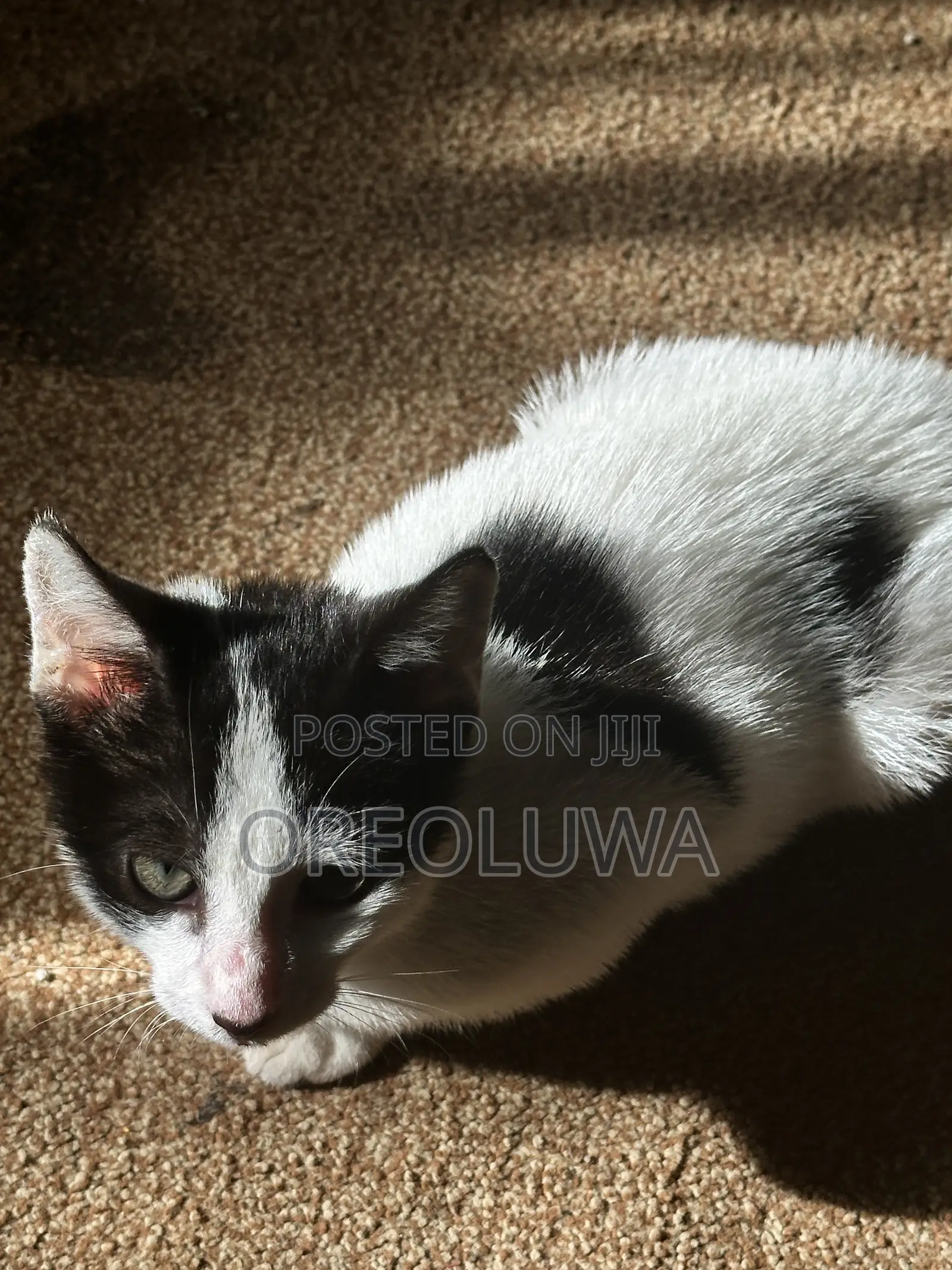 1-3 months Male Mixed Breed American Shorthair