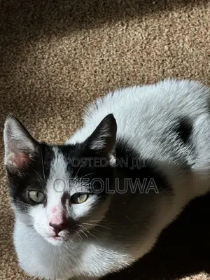 1-3 months Male Mixed Breed American Shorthair