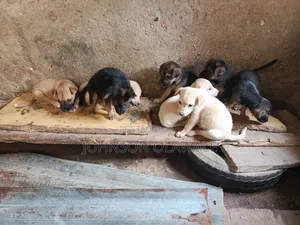 1-3 months Female Mixed Breed German Shepherd