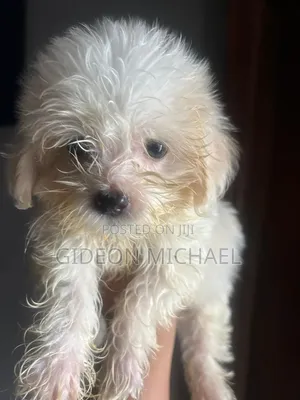1-3 months Male Purebred Lhasa Apso