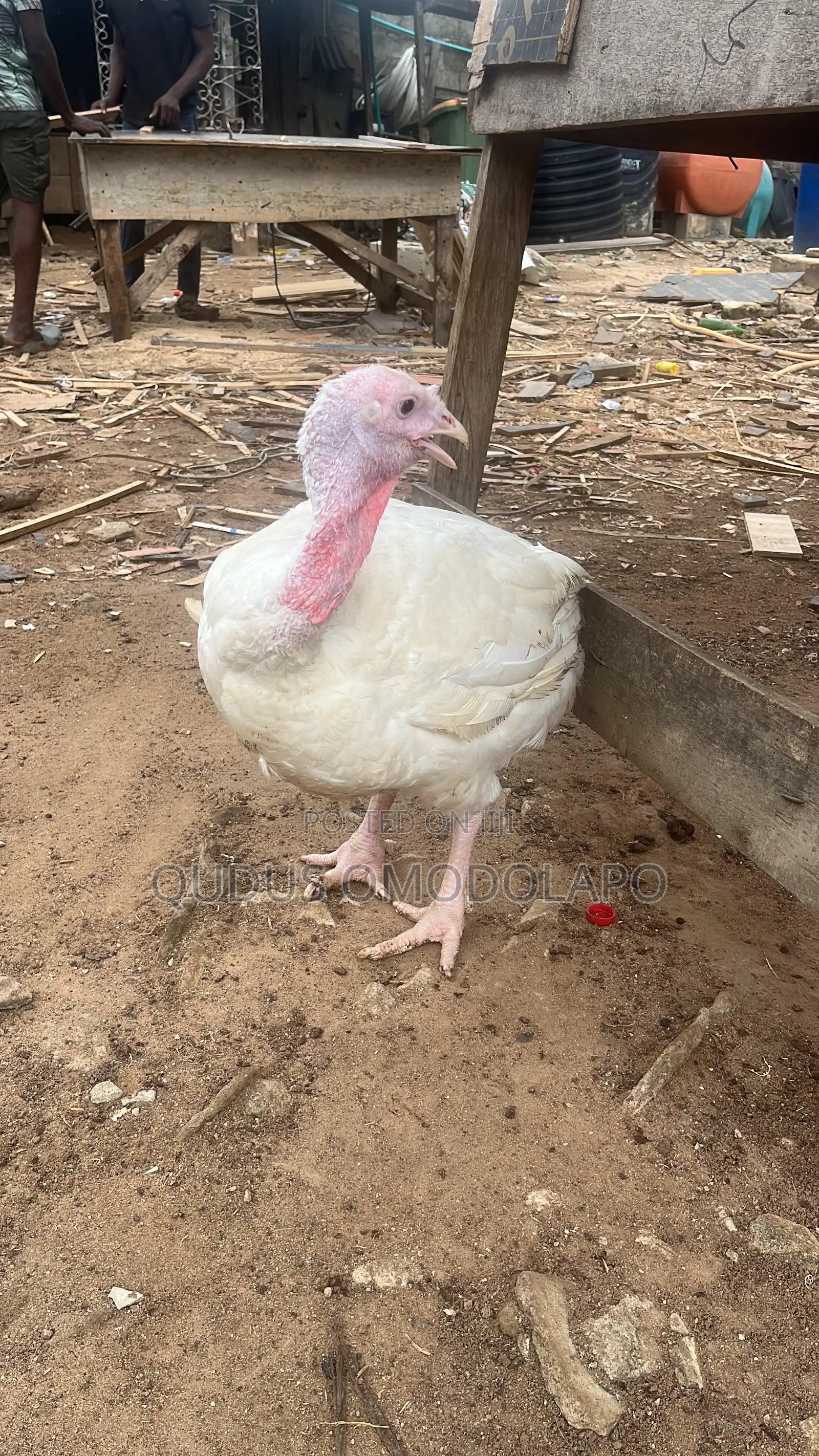 White Turkey