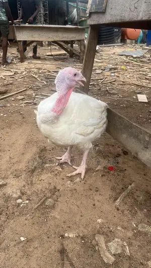 White Turkey
