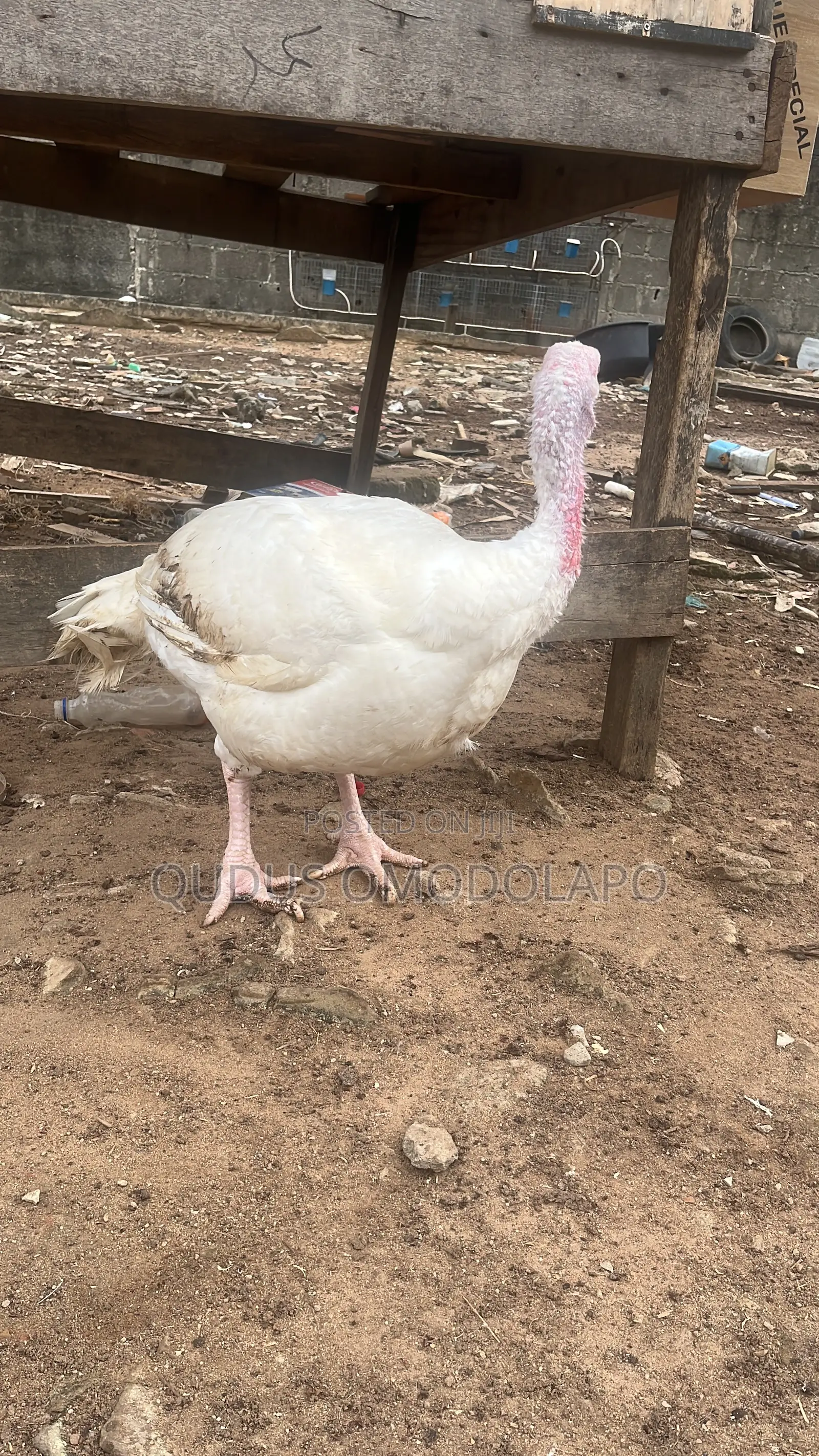 White Turkey