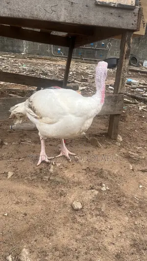 White Turkey