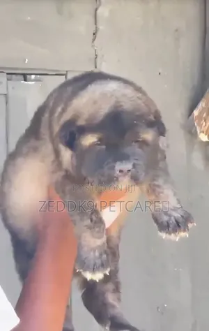 1-3 months Female Purebred Caucasian Shepherd