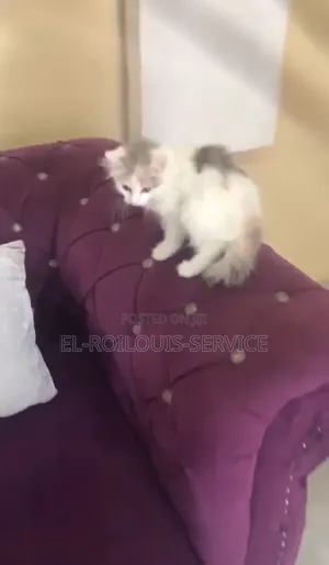 1-3 months Female Purebred Turkish Angora