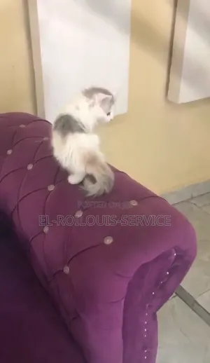 1-3 months Female Purebred Turkish Angora