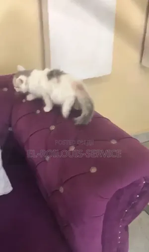 1-3 months Female Purebred Turkish Angora