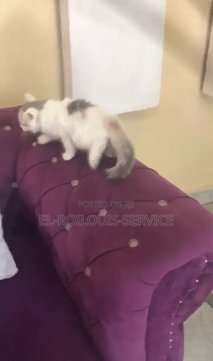 1-3 months Female Purebred Turkish Angora