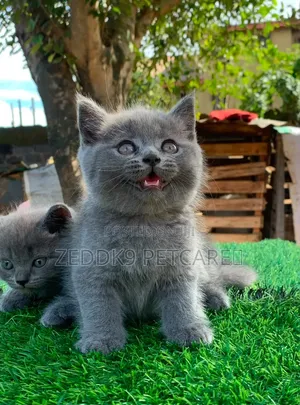 1-3 months Male Purebred British Shorthair