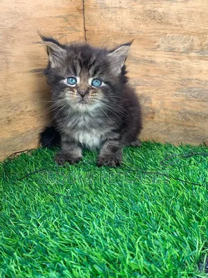 1-3 months Female Purebred Tabby